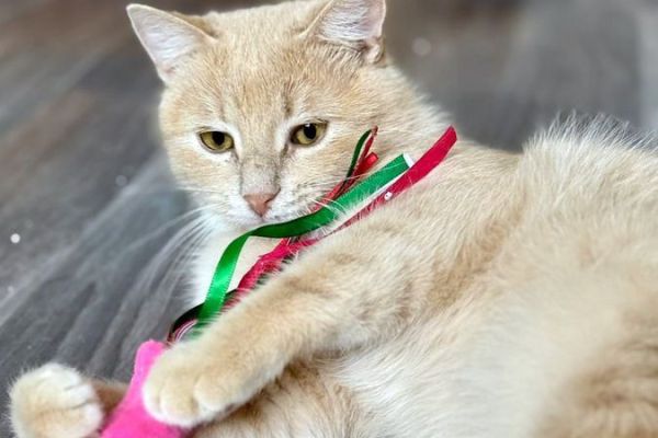 pepo-710E1743A-3DD8-1744-9B81-16D974307F1F.jpeg