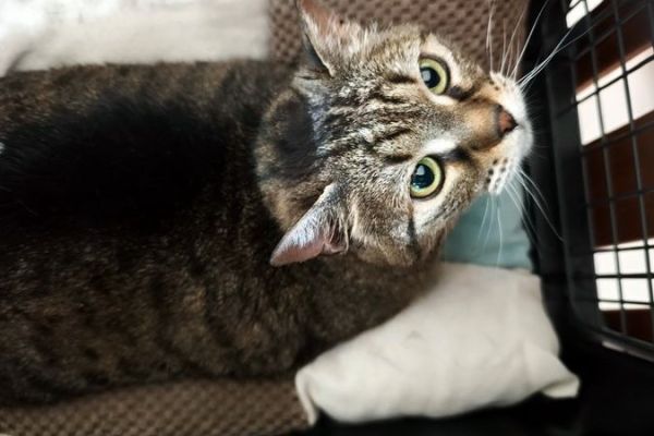 loulou-10A9B8F419-1048-3D33-8BD1-324FDA91D702.jpeg