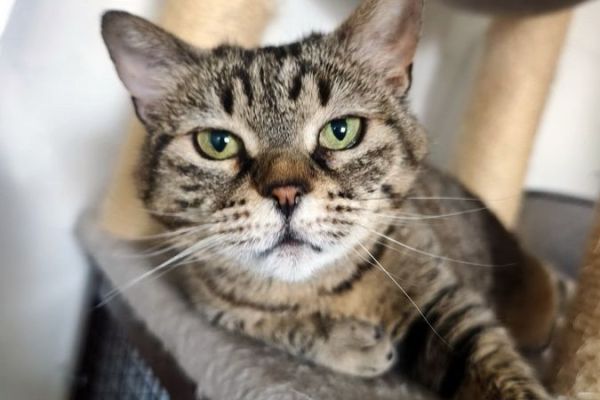 loulou-118EE70536-199C-565A-4738-FD742868AAAB.jpeg