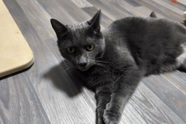 leon-23B1BC500D-FC9C-C413-C401-F75EFB7309F8.jpeg